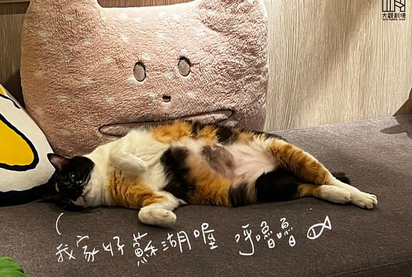 貓咪翻肚子