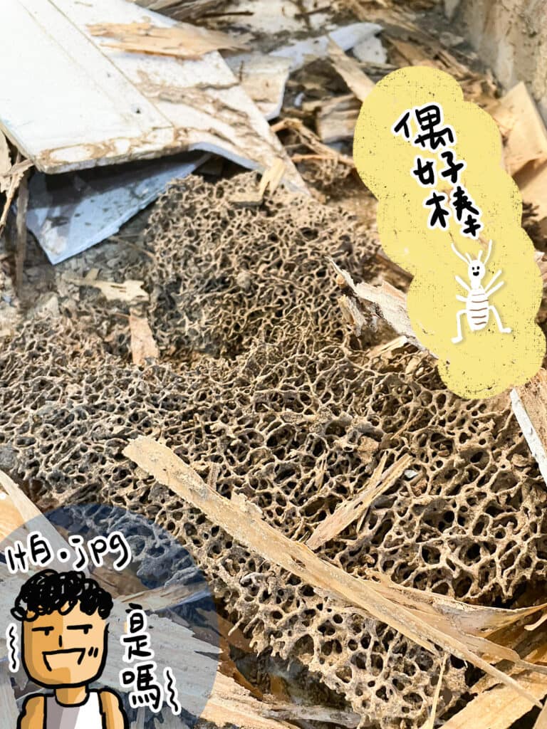 咬破的夾板內部猶如泡棉殘骸