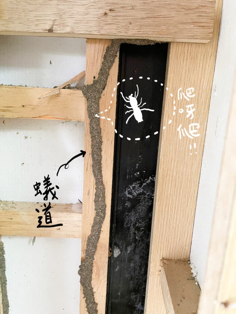 蟻道沿著牆面爬升,甚至藏身於木條後方