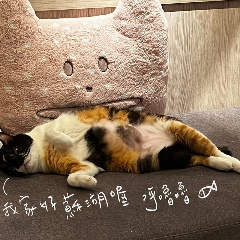 貓咪翻肚子